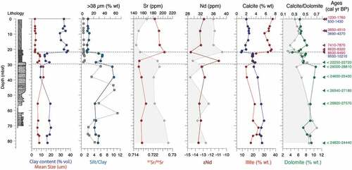 Figure 7. Borehole lithology, key mineral abundances (closed sum percent) and grain size illustrated alongside the Sr and Nd concentrations and isotopic composition. Radiocarbon age ranges (2 sigma) from O’Regan et al. (Citation2018) are shown on the right. Red = dates on mixed benthic foraminifera; blue = mollusk fragments; green = maximum limiting ages from radiocarbon dates on the particulate organic carbon content in the >63 µm size fraction.