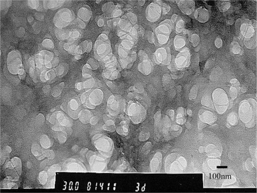 Figure 1 Transmission electron microscope photograph of scopolamine hydrobromide-loaded chitosan nanoparticles (×30,000) prepared by ionotropic gelation process.