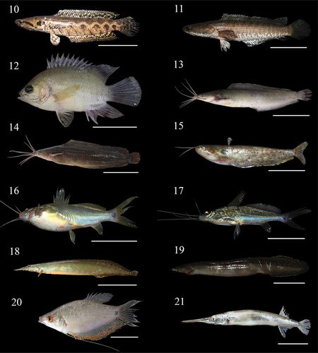 Figure 4. Fish species from Channidae, Prestolepididae, Clariidae, Siluridae, Bagridae, Mastacembelidae, Osphronemidae, Zenarchopteridae. (10) Channa lucius; (11) Channa striata; (12) Prestolepis fasciata; (13) Clarias batrachus; (14) Clarias meladerma; (15) Silurichthys phaiosoma; (16) Hemibagrus sabanus; (17) Mystus nigriceps; (18) Macrognathus maculatus; (19) Macrognathus aculeatus; (20) Trichopodus trichopterus; (21) Zenarchopterus dispar. Scale bar = 50 mm.