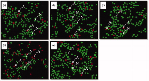 Figure 1. (a–e) Photomicrographs of splenocytes stained with acridine orange and ethidium bromide (450 nm and 530 nm). Note the presence of more number of healthy cells (N) in control (a), vehicle control (b), unstressed + Vacha extract treated rats (c) and stress + Vacha extract treated rats (e), and more number of apoptotic cells (A) in stressed (d) rats. 200×. A: apoptotic cells; N: normal, healthy cells.