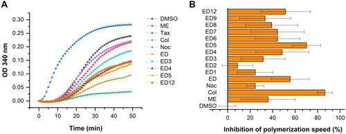 Figure 3. Estradiol dimers inhibit tubulin polymerisation in vitro (A). Tubulin assembly was measured using compounds at a concentration of 10 μmol/L, or an equivalent volume of DMSO. Inhibition of polymerisation velocity relative to DMSO control reaction measured at a concentration of 10 μmol/L. Data are represented as mean values with standard deviation (SD) calculated from three independent experiments (B).