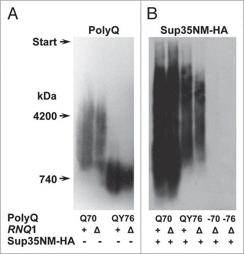 Figure 2 Polymers of Q70 and QY76 cause polymerization of the plasmid-encoded Sup35NM-2HAprotein in Δrnq1 cells. (A) The plasmid pRS315-SUP35C of the strain 74-D694ΔS35 [psi−][PIN+] was shuffled for either pQ70-Sup35MC or pQY76-Sup35MC. Then, the RNQ1 gene was deleted. Polymers of Q70 and QY76 were revealed using SDD-AGE and western blotting with polyclonal anti-Sup35NM antibody. (B) These strains were transformed with a multicopy plasmid, encoding Sup35NM-2HA. Appearance of Sup35NM-2HApolymers was tested using SDD-AGE and western blotting with monoclonal anti-HA antibody. PolyQ, the Q70 or QY76 protein; −70, −76, transformants that have lost the plasmid encoding indicated polyQ protein. Sup35NM-2HA, − or +, absence or presence of the plasmid encoding this protein. RNQ1, +, chromosomal wild type allele, Δ, disruption allele.