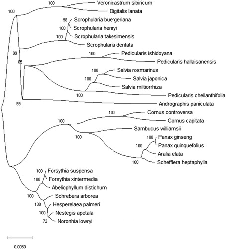Figure 1. The Maximum-Likelihood (ML) phylogenetic tree was constructed using 27 herb species plants chloroplast genomes sequences. ML bootstrap support value presented at each node. The NCBI GenBank accession number is: Abeliophyllum distichum KT274029, Andrographis paniculata KF150644, Aralia elata KT153023, Cornus capitata MG524998, Cornus controversa MG525004, Digitalis lanata KY085895, Forsythia xintermedia MG255756, Hesperelaea palmeri LN515489, Nestegis apetala MG255758, Noronhia lowryi MG255759, Panax ginseng KM088019, Panax quinquefolius KT028714, Pedicularis cheilanthifolia KY751712, Pedicularis hallaisanensis MG770330, Pedicularis ishidoyana KU170194, Salvia japonica KY646163, Salvia miltiorrhiza HF586694, Salvia rosmarinus KR232566, Sambucus williamsii KX510276, Schefflera heptaphylla KT748629, Schrebera arborea MG255767, Scrophularia buergeriana KP718626, Scrophularia dentata MF861202, Scrophularia henryi MF861203, Scrophularia takesimensis KM590983, Veronicastrum sibiricum KT724053.