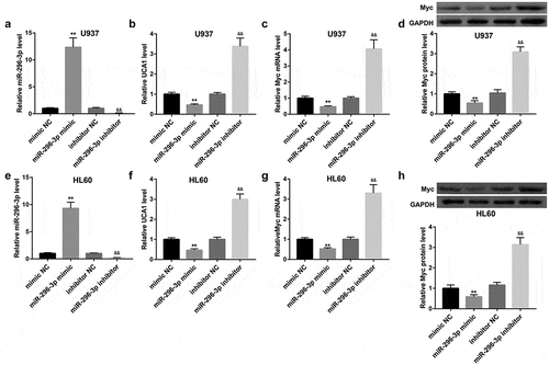 Figure 4. miR-296-3p negatively regulated UCA1 and Myc expression. Effect of miR-296-3p overexpression and miR-296-3p inhibition on (a, e) miR-296-3p expression, (b, f) UCA1 expression, (c, g) Myc mRNA expression, and (d, h) Myc protein level in U937 and HL60 cells. The data are presented as the mean ± SD (n = 3). **P < 0.01, vs. mimic NC; &&P < 0.01, vs. inhibitor NC.