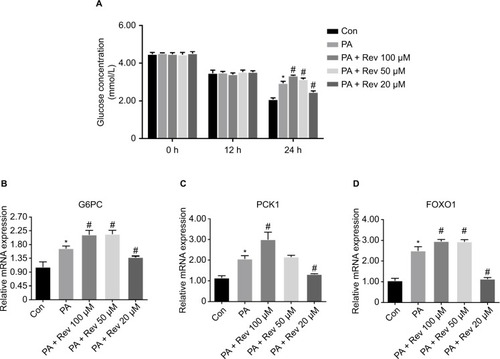 Figure 3 Improvement of insulin sensitivity and relative mRNA expression of gluconeogenesis pathway-related genes in HepG2 cells.