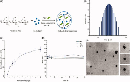 Figure 1. The characteristics of endostatin-loaded nanoparticles. (A) The fabrication process of ES-NPs. Endostatin-loaded chitosan nanoparticles were prepared by ionic cross-linking method with dropwise addition of TPP to a chitosan solution. (B) The size distribution of our chosen ES-NPs. The results showed that the particles were 246.89 ± 3.5 nm in diameter. (C) The release behavior of ES-NPs in vitro. The endostatin release profile was biphasic, with an initial abrupt release and a subsequent sustained release. (D) The formulation stability of ES-NPs in mouse serum at 4 °C, 37 °C or room temperature (RT). (E) TEM images of ES-NPs. Transmission electron microscopy showed that nanoparticles were round particles with relative smooth edges.
