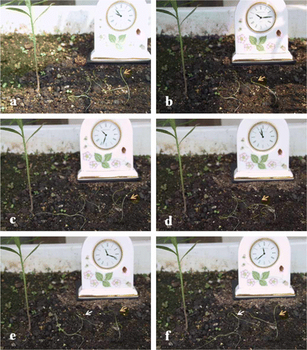 Figure 1.  Random rotation of Cuscuta campestris seedling with time course in the field. Clock at back indicates time change from (a) to (f). Seedling indicated by orange arrow clearly showed random rotation. White arrow indicates Cuscutta seedling twine each other. Host plant nearby did not influence their rotation activity.