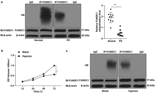 Figure 1. Ubiquitination level of FUNDC1 was low in placental samples of PE patients. A: the ubiquitylation levels of FUNDC1 in normal pregnant women and pregnant women with PE were detected by COIP; B: proliferative ability of trophoblast cells was detected by CCK-8; C: the ubiquitination levels of FUNDC1 in normoxic and hypoxic trophoblast cells were detected by COIP. The experiment was repeated three times. Data were expressed as mean ± standard deviation. Data in panel B were analyzed by independent sample t test, *P < 0.05.