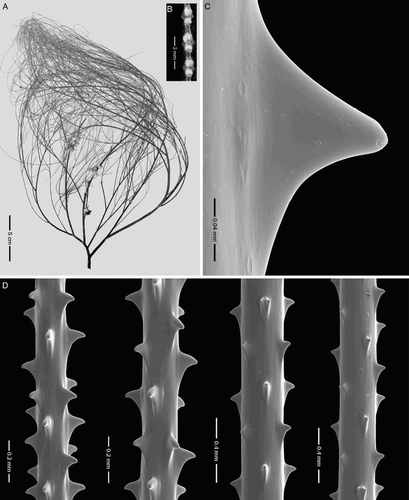 Figure 2 Antipathes leptocrada n. sp., holotype NIWA 19778 (schizoholotype, USNM 1202915/SEM stub 371). A, Corallum; B, polyps; C, single spine; D, spines on branchlets.