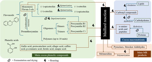 Figure 3. Classification and transformation of the main cocoa polyphenols (green box) during fermentation and roasting. Formation of aroma precursors (carbonyl compounds and amino compounds) during fermentation and roasting (blue box) and its interaction with phenolic compounds via Maillard reaction (black box) toward the formation of Maillard reaction (MR) products such as desirable volatile organic compounds (pyrazines and Strecker aldehydes) and Melanoidins (brown box).