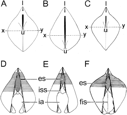Figure 10. Posterior views of the shells of (A) Modiolus modiolus; (B) Mytilus galloprovincialis; and (C) Bathymodiolus thermophilus, all drawn to the same scale. The siphons of (D) M. modiolus; (E) M. galloprovincialis; and (F) B. thermophilus are shown from the same posterior aspect and drawn to the same scale (x–y represents the point of greatest shell width; for abbreviations see Functional morphology section).