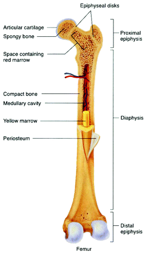 Figure 10. General structure of a mammalian bone. Other very good graphical sketches of the mammalian bone structure are available in references Citation88 and Citation508.