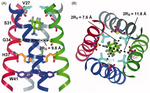 Figure 9. Solid-state NMR structure of the amantadine-bound M2 proton channel from influenza A virus in lipid bilayers. (A) Side view showing residues Val27, Ser31, Gly34, His37 and Trp41 and amantadine in the high-affinity binding site. (B) Top view showing the Val27 and Ser31 pore radii and amantadine in the high-affinity binding site. This picture was reproduced with permission from Cady et al. (Citation2010), which was originally published in Nature [Cady SD, Schmidt-Rohr K, Wang J, Soto CS, Degrado WF, Hong M. Citation2010. Structure of the amantadine binding site of influenza M2 proton channels in lipid bilayers. Nature 463:689–692], copyright by Nature Publishing Group 2010. This Figure is reproduced in colour in Molecular Membrane Biology online.