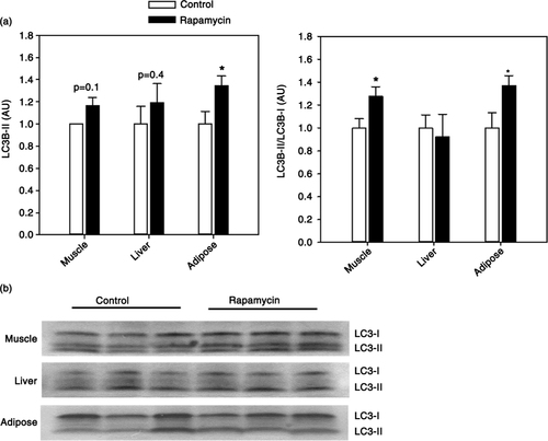 Fig. 4 (a) Quantification of LC3B-II levels (left) and LC3B-II/LC3B-I ratio (right) in skeletal muscle, liver, or adipose tissue from control and rapamycin-treated marmosets. Data are presented as mean values (± SEM) for indicated groups and normalized to control-treated samples in each case for clarity of presentation. Asterisks represent p < 0.05 for Student's t-test comparing control to rapamycin values. (b) Representative immunoblots for data presented in (a).