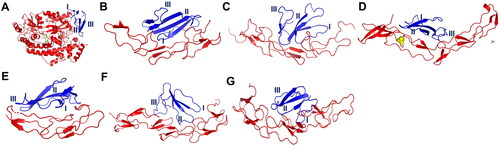 Figure 3. Docking complex between conserved cytotoxin (CTX) and death receptor families. The death receptors colored in red whereas CTX colored in blue. The functional loops I to III of CTX are numbered. (A) a complex between DR3 and CTX; (B) a complex between DR4 and CTX; (C) a complex between DR5 and CTX; (D) a complex between DR6 and CTX; (E) a complex between CD95 and CTX; (F) a complex between TNFR1 and CTX; (G) a complex between TNFR2 and CTX. Abbreviations: DR3, death receptor 3; DR4, death receptor 4; DR5, death receptor 5; DR6, death receptor 6, CD95, Fas/APO-1; TNFR1, tumor necrosis factor receptor 1; TNFR2, tumor necrosis factor receptor 2.