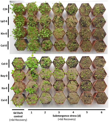 Figure 1. Photographic comparisons of sensitive and tolerant Arabidopsis ecotypes after submergence stress. Representative 34-day-old plants of each ecotype pictured six days after being removed from the indicated time of submergence stress. The tolerant group consists of C24, Lp2-6 and Kin-0 while the sensitive group consists of Bay-0, Ita-0 and Cvi-0. Col-0 is considered the standard ecotype with intermediate tolerance.