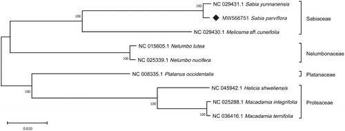 Figure 1. Phylogenetic relationships of nine Proteales species constructed from the complete chloroplast genome sequences using maximum likelihood (ML).