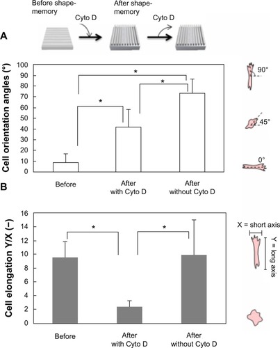 Figure 7 Cell orientation angles (A) and elongation ratio (B) on the PCL film before and after shape-memory transition from a temporal grooved pattern to the permanent grooved patterns which is perpendicular to the original shape. Cells were cultured at 32°C for 24 hours (left image in A). The cells were subjected to a 37°C heat treatment for 1 hour in the presence of cytochalasin D and allowed to equilibrate at 32°C for 24 hours (middle image in A). The culture medium was then exchanged to remove cytochalasin D from the medium and cells were cultured for another 24 hours (right image in A).