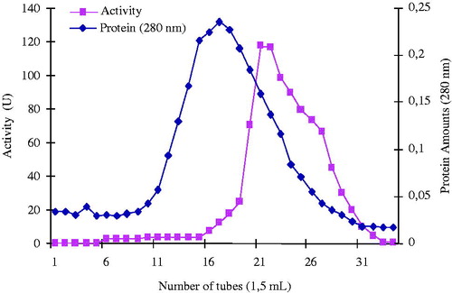 Figure 2. Elution graphic of PON1 with hydrophobic interaction chromatography. Purification of human serum PON1 by Sepharose 4B-l-tyrosine-3-aminophenantrene hydrophobic interaction chromatography with ammonium sulfate gradient. Fractions from the ammonium sulfate extraction were pooled as described in Methods section. This material was eluted by increasing the ammonium sulfate concentration. Protein concentration was determined by measuring an absorbance of 280 nm and PON1 activities of fractions were assayed activity using paraoxon substrate. 1 unit = 1 μmol min−1 per ml. U, units.