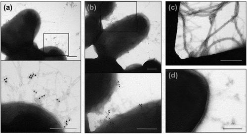 Figure 8. Immunogold labeling of AFP and TEM analysis. (a) wild-type UPEC-46, (b) complemented mutant (UPEC-46::afpA (pPAS3)), and (c) afpA mutant (UPEC-46::afpA) were labeled with adsorbed anti-UPEC-46 serum and goat anti-rabbit IgG conjugated with 10 nm gold particles, contrasted with 2% uranyl acetate in water. (d) Wild-type strain (UPEC-46) labeled with pre-immune serum was used as negative control. Bars = 200 nm