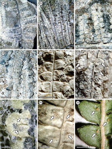 Figure 3. Fossil Gleichenia-like Korallipteris alineae foliage (Southland Museum accession number G76.469.6) from the Miocene Landslip Hill silcrete deposit. Photographs: J. G. Conran. a–d, Details of lateral pinnae; e–h, details of ultimate segments; f–g, arrows indicate midveins, some with branching; h, arrows indicate sori receptacles with remnant base scars of sporangia; i, extant Gleichenia microphylla R.Br. ultimate segments, arrows showing remnant bases of sori. Scale bars: a–b = 10 mm; c = 5 mm; d–f = 2 mm; g–i = 0.5 mm.