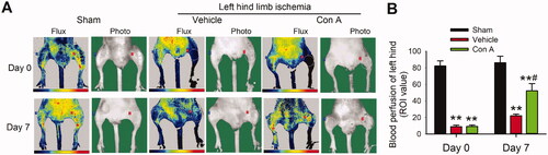 Figure 3. Improvement of blood flow and limb functions on ischaemia hindlimb in the treatment with Con A. (A). Representative laser Doppler flow imaging showed dynamic changes in blood perfusion in limb ischaemia at days 0 and 7. (B). The blood perfusion with the region of interest (ROI) value was tested by laser Doppler flow in three groups (n = 6, *p <0.05, **p <0.01 vs. vehicle).