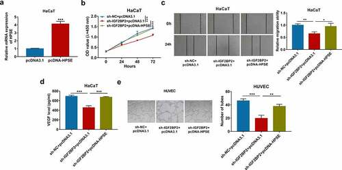 Figure 5. The effect of HPSE on IGF2BP2-mediated proliferation, migration and angiogenesis of HaCaT cells. (a) qRT-PCR for HPSE expression in HaCaT cells transfected with pcDNA3.1 or pcDNA-HPSE. (b) CCK-8 assay for proliferation of HaCaT cells transfected with sh-NC + pcDNA3.1, sh-IGF2BP2 + pcDNA3.1 or pcDNA-HPSE. (c) Wound healing analysis for migration of HaCaT cells with transfection of sh-NC + pcDNA3.1, sh-IGF2BP2 + pcDNA3.1 or pcDNA-HPSE. (d) ELISA for VEGF level in HaCaT cells transfected with sh-NC + pcDNA3.1, sh-IGF2BP2 + pcDNA3.1 or pcDNA-HPSE. (e) Tube formation assay for angiogenesis of HUVEC cells co-cultured with HaCaT cells with transfection of sh-NC + pcDNA3.1, sh-IGF2BP2 + pcDNA3.1 or pcDNA-HPSE. *p < 0.05, **p < 0.01, ***p < 0.001