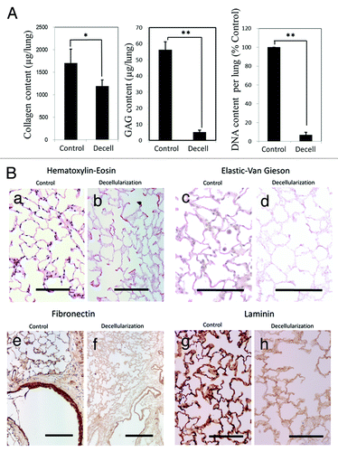 Figure 2. (A) Comparison of Collagen, GAG, and DNA content in untreated control lung vs. decellularized lung. Asterisk indicates a significant difference between the groups (*; P < 0.05, **; P < 0.005,). Data are expressed as mean values ±SD, n = 5. (B) Histological and immunohistochemical comparison of the ECM in untreated control lung vs. decellularized lung. Scale bar = 100 µm