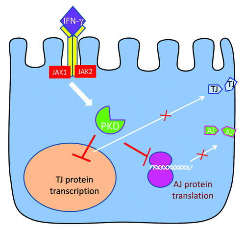 Figure 11. A summary of proposed mechanisms that mediate cytokine-induced junctional disassembly in model pancreatic epithelium. . Binding of IFNγ to its receptor elicits an intracellular signaling cascade that involves sequential activation of JAK and PKD. This signaling results in inhibition of TJ protein transcription in the nucleus and attenuation of AJ protein translation. Decreased expression of major TJ and AJ proteins interrupts the supply of new junctional components to the plasma membrane leading to disassembly and internalization of epithelial apical junctions.