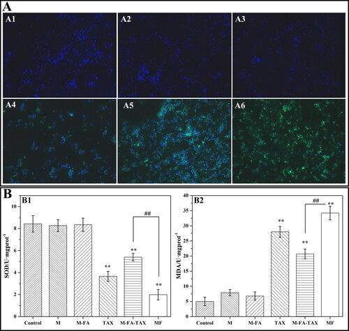 Figure 9. Detection of ROS in MCF-7 cells treated by blank control group (A1), Fe3O4 (A2), Fe3O4@mSiO2-NH2-FA (A3), Fe3O4@mSiO2-NH2-FA-TAX (A4), free TAX (A5), and Fe3O4@mSiO2-NH2-FA-TAX with magnetic field (A6), respectively. Detection of SOD level (B1) and MDA level (B2) in MCF-7 cells treated by blank control group, Fe3O4 (M), Fe3O4@mSiO2-NH2-FA (M-FA), free TAX, Fe3O4@mSiO2-NH2-FA-TAX (M-FA-TAX), and Fe3O4@mSiO2-NH2-FA-TAX with MF, respectively (n = 3, ** P < .01, compared with the control group, ## P < .01, comparison between groups).