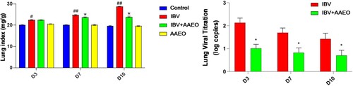 Figure 2. Effect of AAEO on the lungs following IBV infection. On days 3, 7, and 10 post-challenge, the lungs were collected from eight broilers per group. The lung and body weights were measured, and the lung indices were calculated. IBV titers in the lung were determined via RT-qPCR. #P < 0.05, ##P < 0.01 versus the control group; *P < 0.05, **P < 0.01 versus the IBV group.