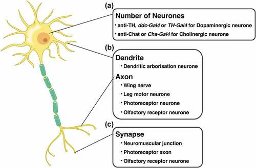 Figure 4. Cell types and experimental systems of Drosophila for evaluating the effects of disease protein toxicity on each region in neurone. (A) the number of cell bodies is quantified by visualisation of the dopaminergic or the cholinergic neurones. (B) The degeneration of neurites is evaluated in dendrite (dendritic arborisation neurone) and axons (wing nerve, leg motor neurone, photoreceptor neurone, and olfactory receptor neurone). (C) The number and the structure of synapse is quantified in neuromuscular junction, photoreceptor axon, and olfactory receptor neurone.