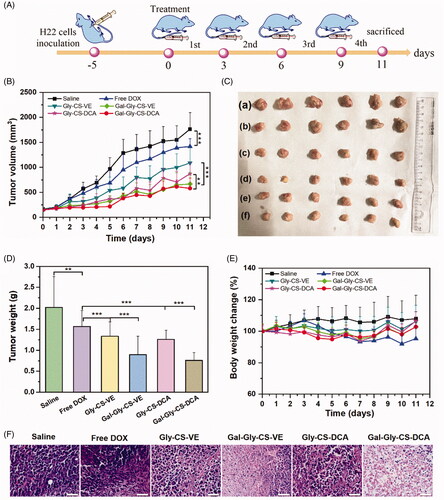 Figure 7. In vivo anticancer efficacy of DOX and DOX-loaded chitosan nanoparticles. (A) Schematic illustration of in vivo anticancer experimental outline. (B) Tumor volume growth curve of each group, **p < 0.01, ***p < 0.001. (C) Photographs of tumors excised from each group at Day 11: (a) Saline, (b) Free DOX, (c) Gly-CS-VE, (d) Gal-Gly-CS-VE, (e) Gly-CS-DCA, (f) Gal-Gly-CS-DCA. (D) Tumor weight of tumors excised from each group at Day 11, **p < 0.01, ***p < 0.001. (E) Body weight change curve of each group. (F) H&E staining of tumors excised from each group at Day 11, scale bar = 50 μm.