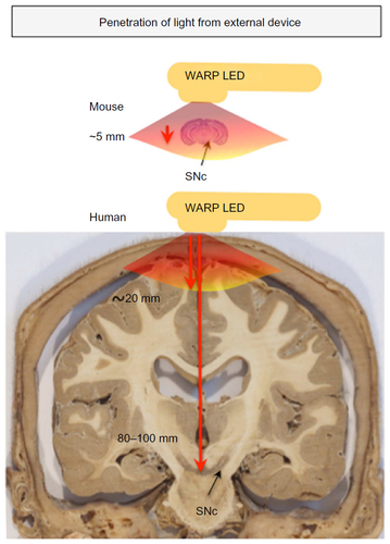 Figure 2 Penetration of light through brain and surrounding tissues.