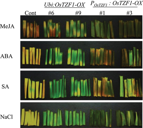 Figure 2. Delayed leaf senescence phenotype of Ubi:OsTZF1-OX and POsTZF1:OsTZF1-OX compared to controls under different senescence inducing conditions. Leaf fragments from the OsTZF1-OX and control plants were incubated in 10 µM MeJA, 10 µM ABA, 100 µM SA and 250 mM NaCl solutions in the dark for 4 d.