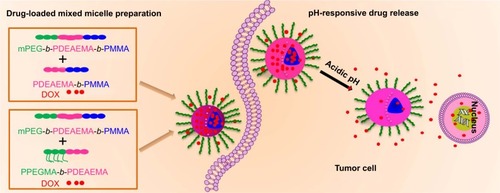 Scheme 1 The preparation of DOX-loaded mixed micelles and the pH-responsive drug release inside the tumor cell.Abbreviations: DOX, doxorubicin; mPEG, poly(ethylene glycol) methyl ether; PDEAEMA, poly(2-(diethylamino)ethyl methacrylate); PMMA, poly(methyl methacrylate); PPEGMA, poly(poly(ethylene glycol) methyl ether methacrylate).