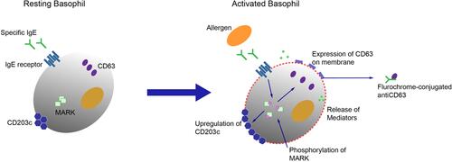 Figure 1 Basophil activation test principle. At a resting mode, the activation marker CD203c is expressed at low levels, but upon activation it is rapidly up-regulated. In addition, when the basophil is in a resting mode the activation marker CD63 is mainly present inside the cell granules. Upon activation, after exposure to an allergen, the granules fuse with the cell membrane and CD63 is exposed on the cell surface and can be detected by labelled antibodies with subsequent flow cytometry. Therefore the expression of CD63 is closely associated with degranulation.
