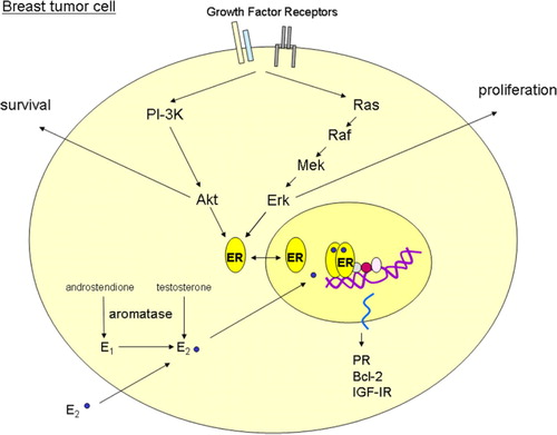 Figure 1.  ER signaling pathways. The figure illustrates a simplistic model of estrogen receptor (ER) signaling in a breast tumor cell. The aromatase enzyme converts androgens to estrogens (estrone; E1 and estradiol; E2). E2 binds to the ER and mediates classical genomic gene transcription of estrogen-regulated genes such as progesterone receptor (PR), Bcl-2 and insulin like growth factor receptor 1 (IGF-IR). In addition, the ER can be phosphorylated and activated by growth factor receptors such as human epidermal growth factor receptor 1 and 2 (EGFR and HER-2), and IGF-IR. A further description of the signaling pathways is given in the text.
