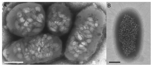Figure 1. Transmission electron microscopy (negative staining) of gas vesicle-expressing cells; (A) Serratia 39006 and (B) Escherichia coli W3110 (pGAS) carrying Serratia 39006 gas vesicle genes. Scale bars = 500nm.