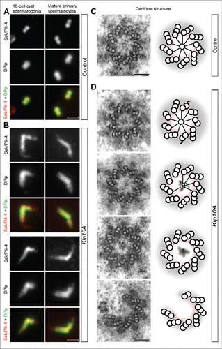 Figure 4. The proximal region of the centriole. Centrioles in control (A) and mutant (B) male germ cells were stained to reveal Sak/Plk4 (red) and Dplp (green). Sak/Plk4 and Dplp co-localize in control testes to the short spermatogonial centrioles or at the proximal end of the giant primary spermatocyte centrioles (A), but expand along the abnormal centrioles in mutant testes (B). Cross sections through the proximal end of control (C) and mutant (D) centrioles: a distinct cartwheel is visible in control centrioles, whereas it is rarely found in mutant centrioles that often lack a cartwheel or display blurred cartwheels. Cartoons depicting the architecture of the basal region of control (C) and mutant (D) centrioles. Scale bars: A,B = 1 µm; C,D = 100 nm.