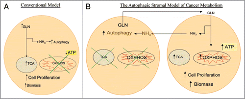 Figure 1 (A) Conventional model of cancer metabolism. Cancer cells utilize glutamine (GLN) to replenish tricarboxylic acid (TCA) cycle intermediates, a process termed anaplerosis, and to increase cellular biomass. The catabolism of glutamine generates ammonia (NH3), inducing autophagy. It has been postulated that cancer cells have impaired oxidative phosphorylation (OXPHOS) with low ATP generation with high autophagy which promotes cell proliferation. (B) The autophagic stromal model of cancer metabolism as proposed by the authors. Cancer associated stromal cells possess high levels of autophagy and impaired mitochondrial activity, leading to release of catabolites including glutamine which are taken up by cancer cells. Glutamine in the cancer cells not only leads to high ammonia generation that drives autophagy in stromal cells, but also increases the mitochondrial TCA cycle and oxidative phosphorylation, leading to high levels of ATP production, increased biomass and proliferation of cancer cells. This reciprocal feed-forward communication supports both tumor progression and continued activation of the surrounding stroma, compromising cancer therapy.