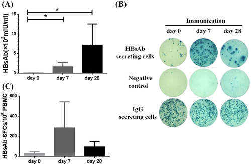 Fig. 2 HBs-specific B cells in healthy volunteers post immunization.a Serum HBsAb titers increased persistently in all immunized healthy subjects at day 7 and day 28 post HBV vaccine boost. b Representative B-cell ELISpot readouts (HC18), who had already finished HBV vaccine immunization 2 years ago, at day 0 (top), day 7 (middle) and day 28 (bottom) after HBV vaccine boost were shown. c HBs-specific B-cell responses were measured either at day 7 or day 28 after boost. *P < 0.05
