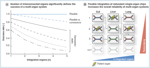 Figure 3.  The concept of flexible multi-organ systems.(A) A comparison of the success rates of multi-organ networks set up according to the three different multi-organ integration concepts. Flexible multi-organ devices theoretically achieve a 100% functionality, irrespective of an increasing number of interconnected organs. In reality, however, we suspect the connectors in between the single-organ compartments to be a minor source of error. Hence, the slight decrease of flexible multi-organ functionality will be caused by the quality and the number of connectors in between the individual organ compartments. In comparison, the success rates of static and semistatic multi-organ systems are significantly lower and diminish with increasing number of interconnected organs. (B) The concept of the proposed flexible ‘mix-and-match’ multi-organ tool box intends on preculturing the required single-organ systems separately, and in a parallelized, redundant manner. Upon maturity of all systems, the single units will be connected. By bypassing defective single-organ systems, the performance of the resulting multi-organ system is maintained at its highest level.