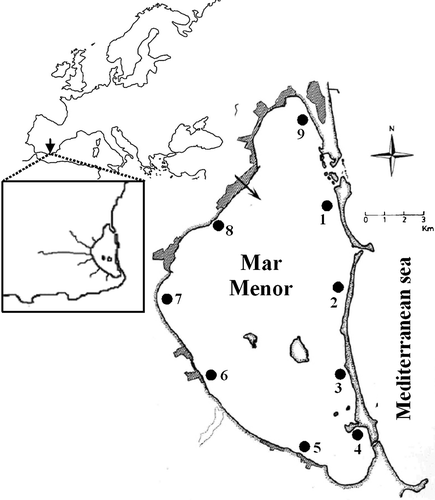Figure 1. Geographical location of the Mar Menor coastal lagoon and location of sampling sites.