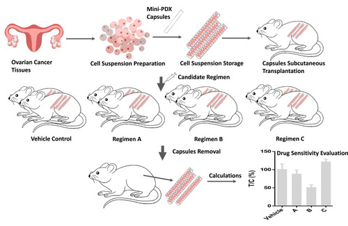 Figure 1 The protocol for establishing the mini-PDX models. Ovarian cancer cells were collected and transferred to capsules that had been washed in HBSS (Hank’s Balanced Salt Solution). The capsules were subsequently implanted subcutaneously into BALB/c nude mice. Four to six chemotherapy regimens (and normal saline as a control) were then used to treat the mice. After 7 days of treatment, the capsules were removed and analyzed by the OncoVee® MiniPDX Assay for the rapid systemic detection of drug sensitivity.