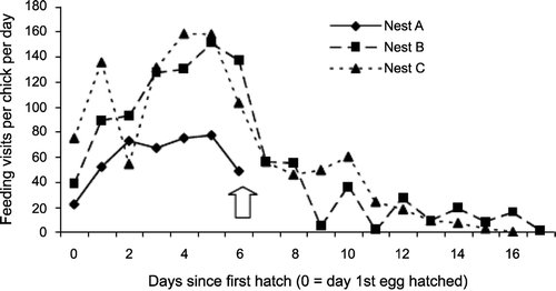Figure 1 The number of feeding visits per chick per day made by adult Slavonian Grebes at three nests in Scotland. The arrow indicates when Nest A was depredated.