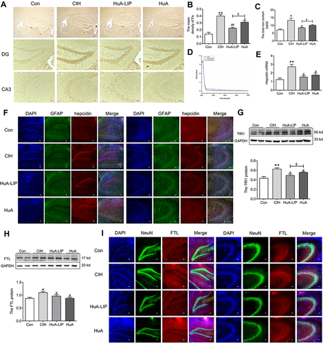 Figure 5 Iron levels in the hippocampus of CIH mice. (A) Perls’ staining in the hippocampus (Scale bar = 25 µm). (B) The mean density of Fe content as shown in panel A (n = 3). (C) The total iron content in the hippocampus tissue measured by ICP‒MS (n = 3). (D) The λ absorption of HuA with Fe2+ and Fe3+, respectively. (E) The expression of hepcidin mRNA (n = 5). (F) The sections were labelled for DAPI (blue), GFAP (green), and hepcidin (red) (scale bar = 25 μm, n = 3). (G) The expression of TfR1 proteins measured by Western blot (n = 6). (H) The FTL proteins measured by Western blot (n = 6). (I) The sections were labelled for DAPI (blue), NeuN (green), and FTL (red) (scale bar = 25 μm, n = 3). The results are presented as the mean ± SEM. Normal control group (Con), Chronic intermittent hypoxia group (CIH), Huperzine A-Liposomes group (HuA-LIP), Huperzine A group (HuA). *p < 0.05, **p < 0.01 vs Con group. #p < 0.05, ##p < 0.01 vs CIH group. $p < 0.05 vs HuA-LIP group.