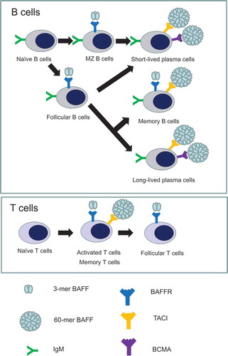 Figure 2. B and T cells considered to be required for atherosclerosis express B-cell activating factor receptors (BAFFRs) differently during their development and activation. On B cell development, 3-mer BAFF and BAFFR interaction is critically required for naïve B cells to develop into marginal zone B cells and follicular B cells. After differentiation into immunoglobulin-secreting plasma cells, both short-lived and long-lived plasma cells require 60-mer BAFF that interacts with transmembrane activator and calcium modulator and cyclophilin ligand interactor (TACI) and B-cell maturation antigen (BCMA) for their maintenance and survival. Memory B cells express both BAFFR and TACI that bind to 3-mer and 60-mer, respectively. Upon exposure to antigens, T cells are activated and develop into memory T cells. Whilst both activated and memory T cells express BAFFR that interacts with 3-mer BAFF and TACI that interacts with 60-mer BAFF, follicular T cells seem to have BAFFR expression.