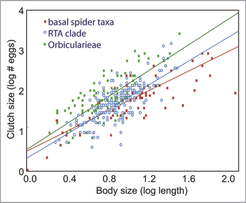 Figure 2 Log-log plot of clutch size versus body size in spiders.