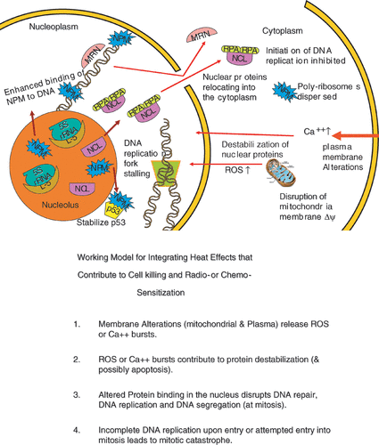 Figure 6. An illustration integrating the examples of hyperthermia effects discussed in the text. (a) is a simplified drawing of the effects described. (b) is a statement of an integrating model linking effects in the plasma membrane and the mitochondria to protein effects in the nucleus, cell killing and radio- or chemo- sensitization.